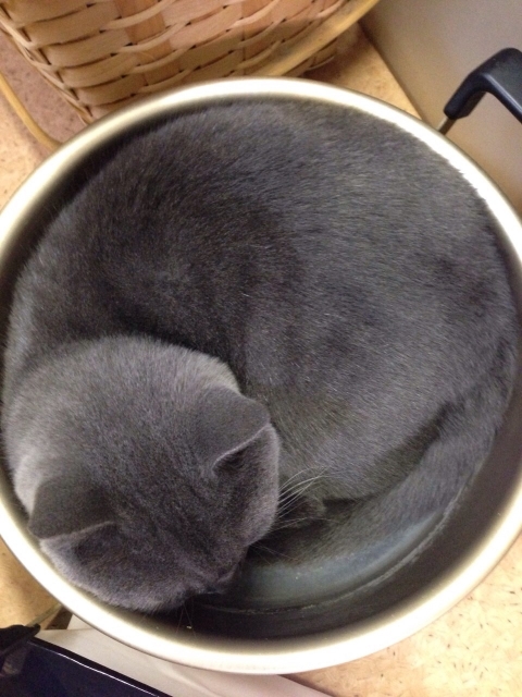 猫,猫背、猫鍋