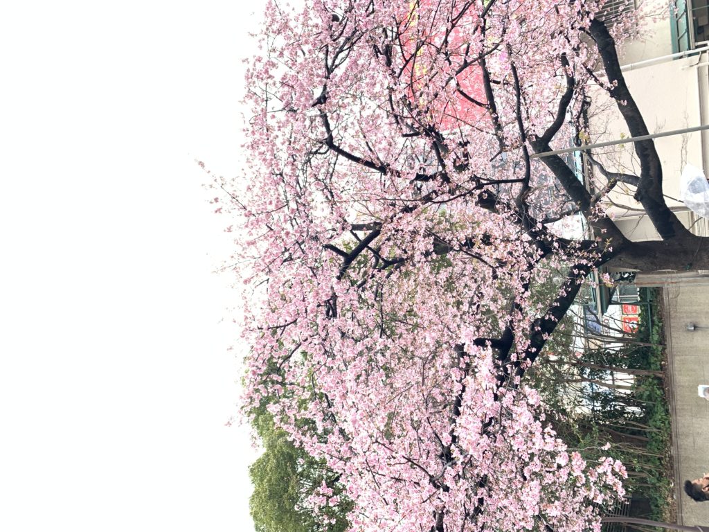 桜